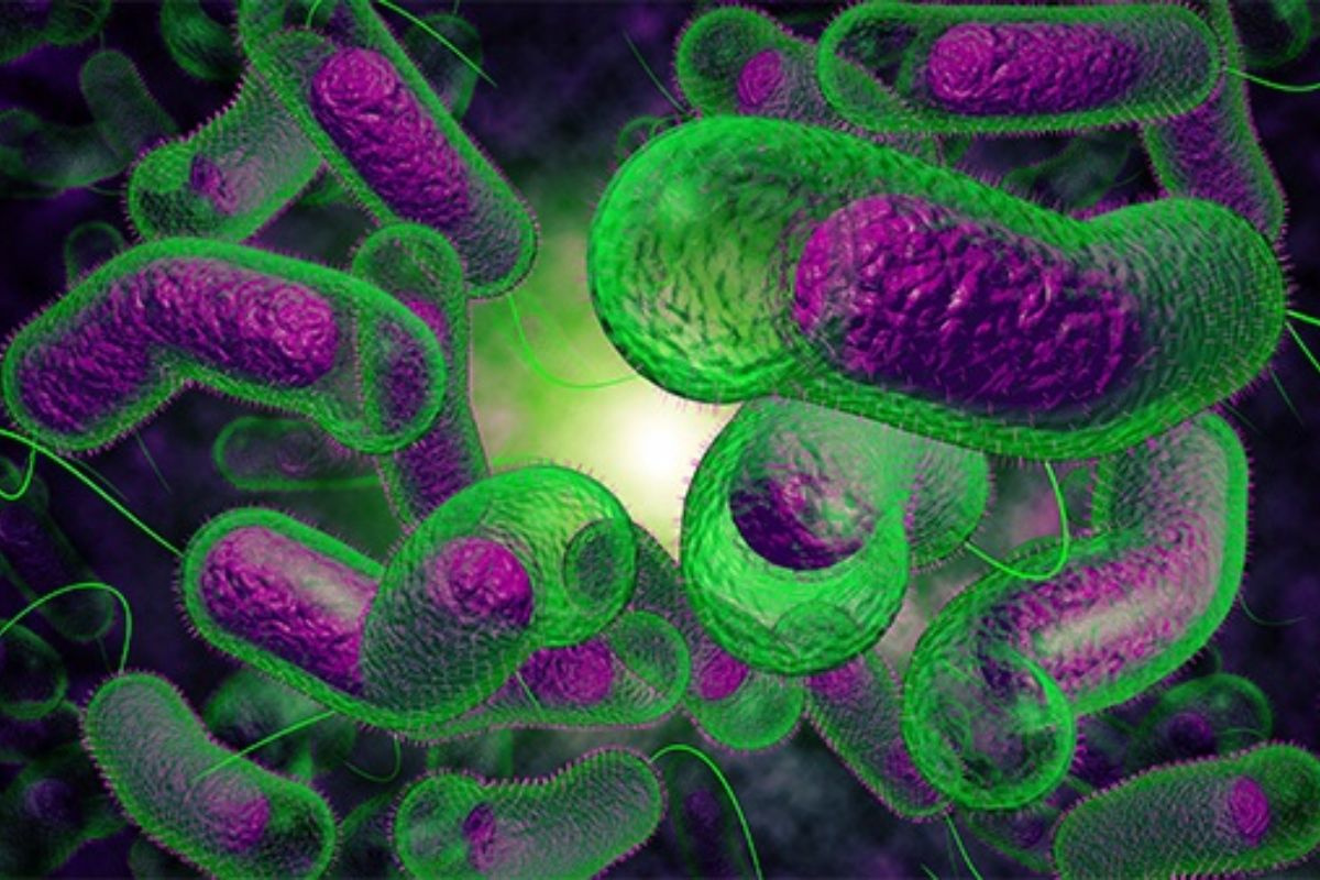 Vi khuẩn Vibrio